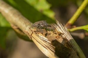 Brown Marmorated Stink Bug in hindi