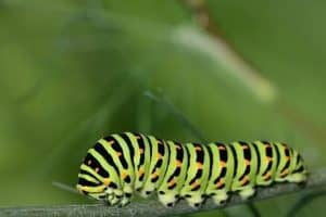 Catterpillar in hindi