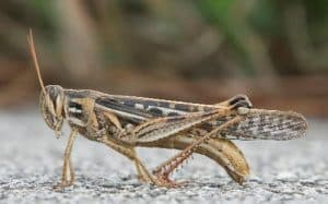 Grasshoper in hindi