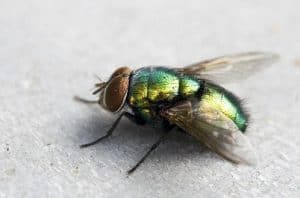 Greenfly in hindi