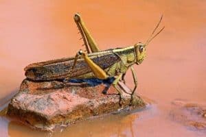 Locust in hindi