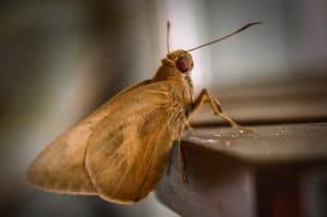 Moth in hindi