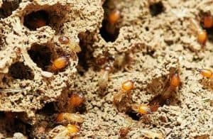 Termites in hindi