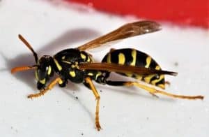 Wasp in hindi