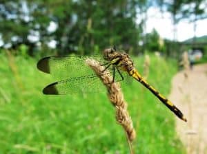 dragonfly in hindi