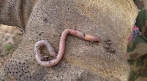 earthworm in hindi