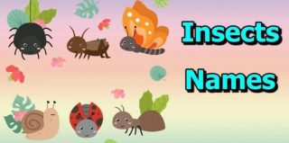 90+ Insects Name : Learn Insects name in Hindi