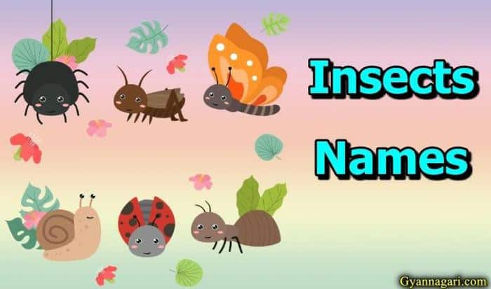 90+ Insects Name - Learn Insects name in Hindi