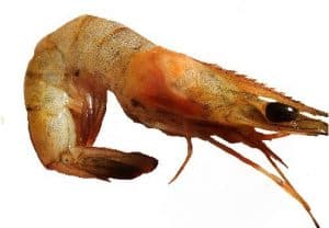 shrimp in hindi