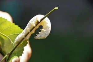 silkworm in hindi