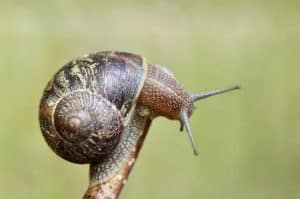 snail in hindi